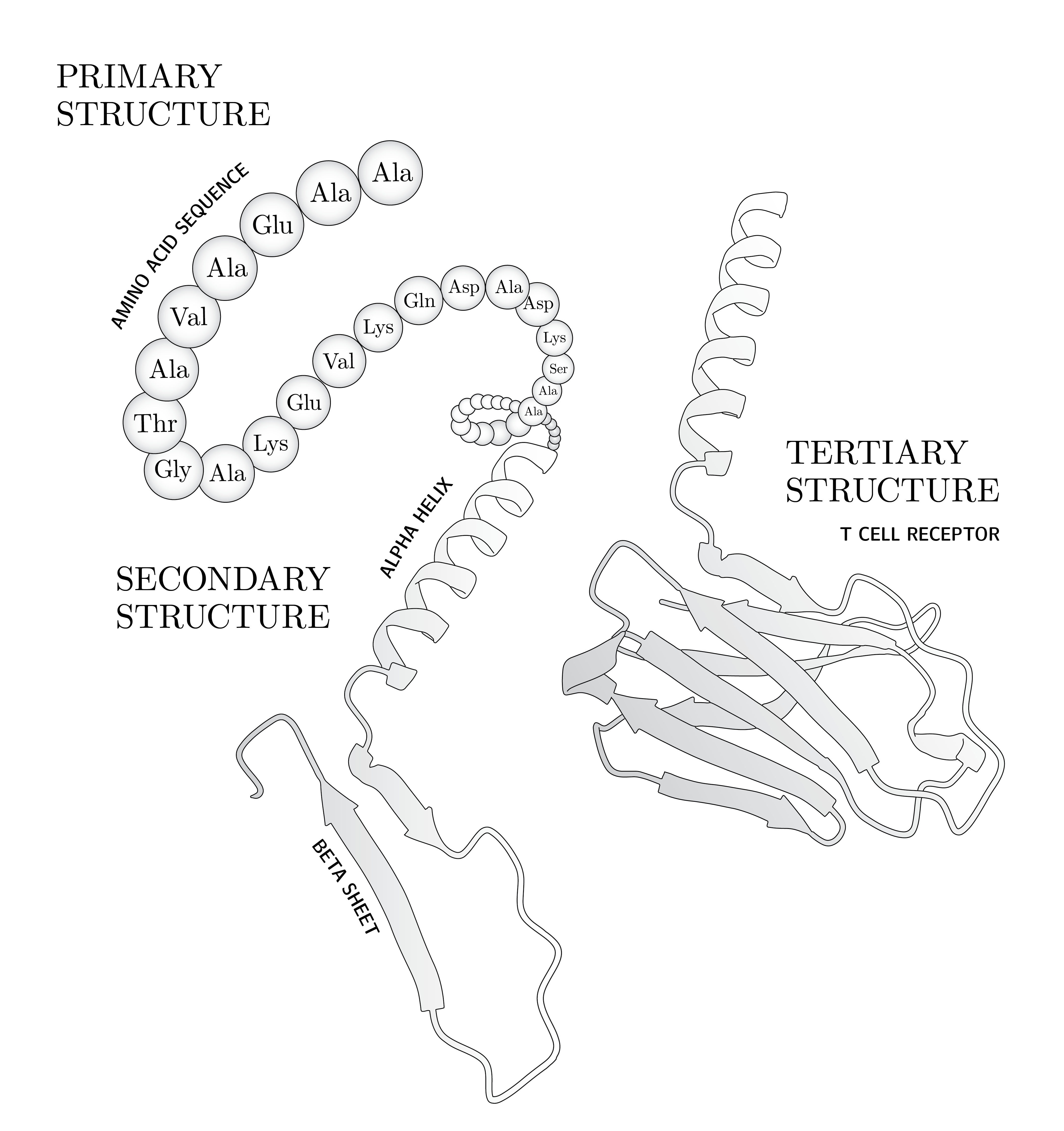 Protein structure diagram
